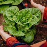 Aussaat im Januar: Kopfsalat