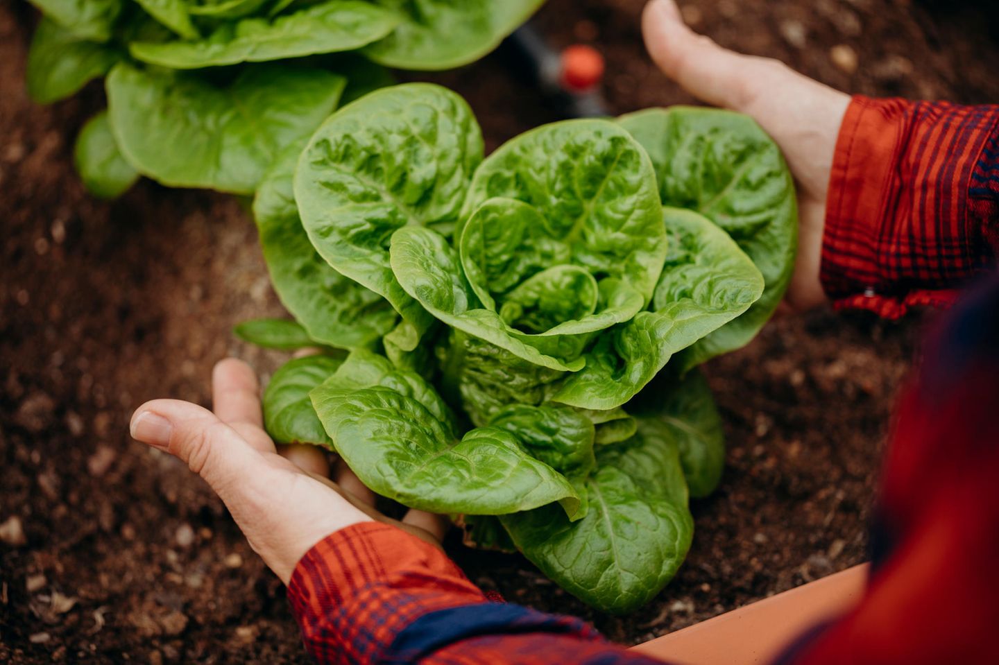 Kopfsalat mag es warm und hell Aussaat im Januar: Kopfsalat