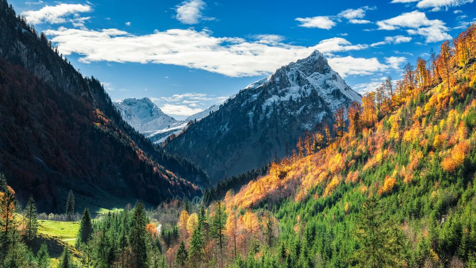 Bergwälder bieten nicht nur Schutz vor Steinschlägen und Lawinen. Sie halten immense Mengen an Regenwasser zurück und reduzieren so das Risiko für Hochwasser  
