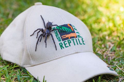 Ein männliches Exemplar der Sydney-Trichternetzspinne auf einer Kappe
