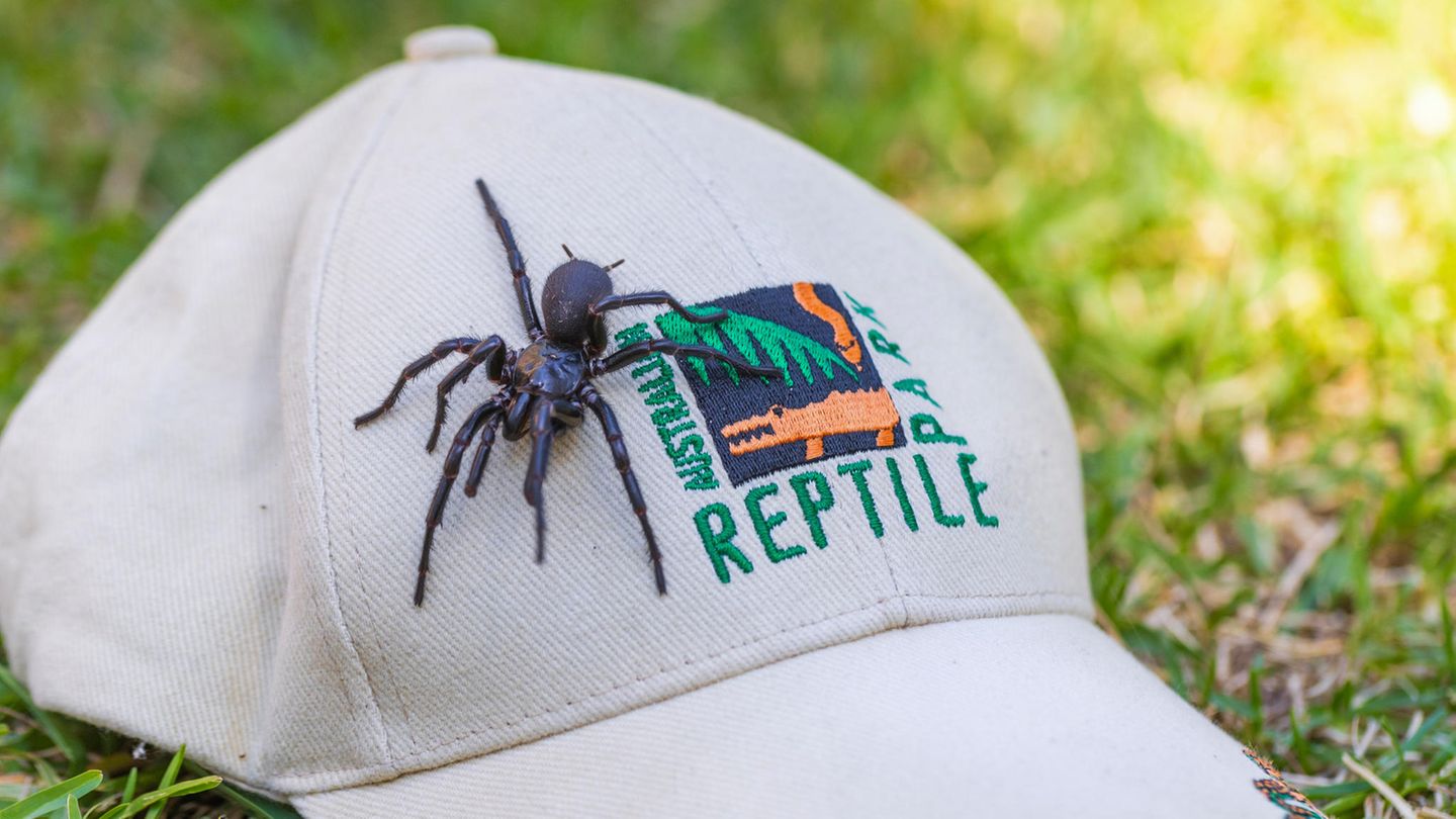 Ein männliches Exemplar der Sydney-Trichternetzspinne auf einer Kappe