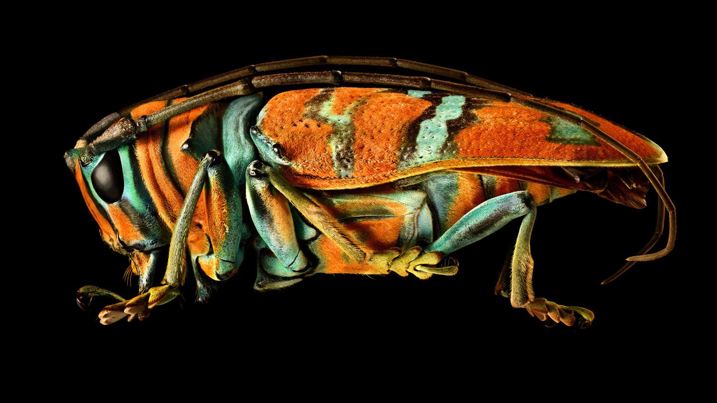 Spektakul re Fotografie So Haben Sie Insekten Noch Nie Gesehen GEO 