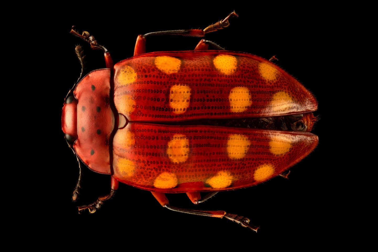 Pilzkäfer