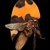 Kaum eine andere Gruppe von Insekten zeigt eine größere Formenvielfalt als die Buckelzirpen. Der Brustbereich dieser oft bizarr anmutenden Tiere ist zum Teil ex­trem stark vergrößert und kann ganz unterschiedliche Formen annehmen: Aus dem Körper mancher Arten ragt zur Abschreckung ein überdimensionaler Dorn hervor, andere haben zur Tarnung einen Auswuchs entwickelt, der wie ein Blatt anmutet. Der flach nach oben gebogene Halsschild dieser in Brasilien heimischen Zikade wird gewissermaßen zum natürlichen Warnplakat: Die orangefarben-braune Musterung lässt et­waige Fressfeinde zurückschrecken.