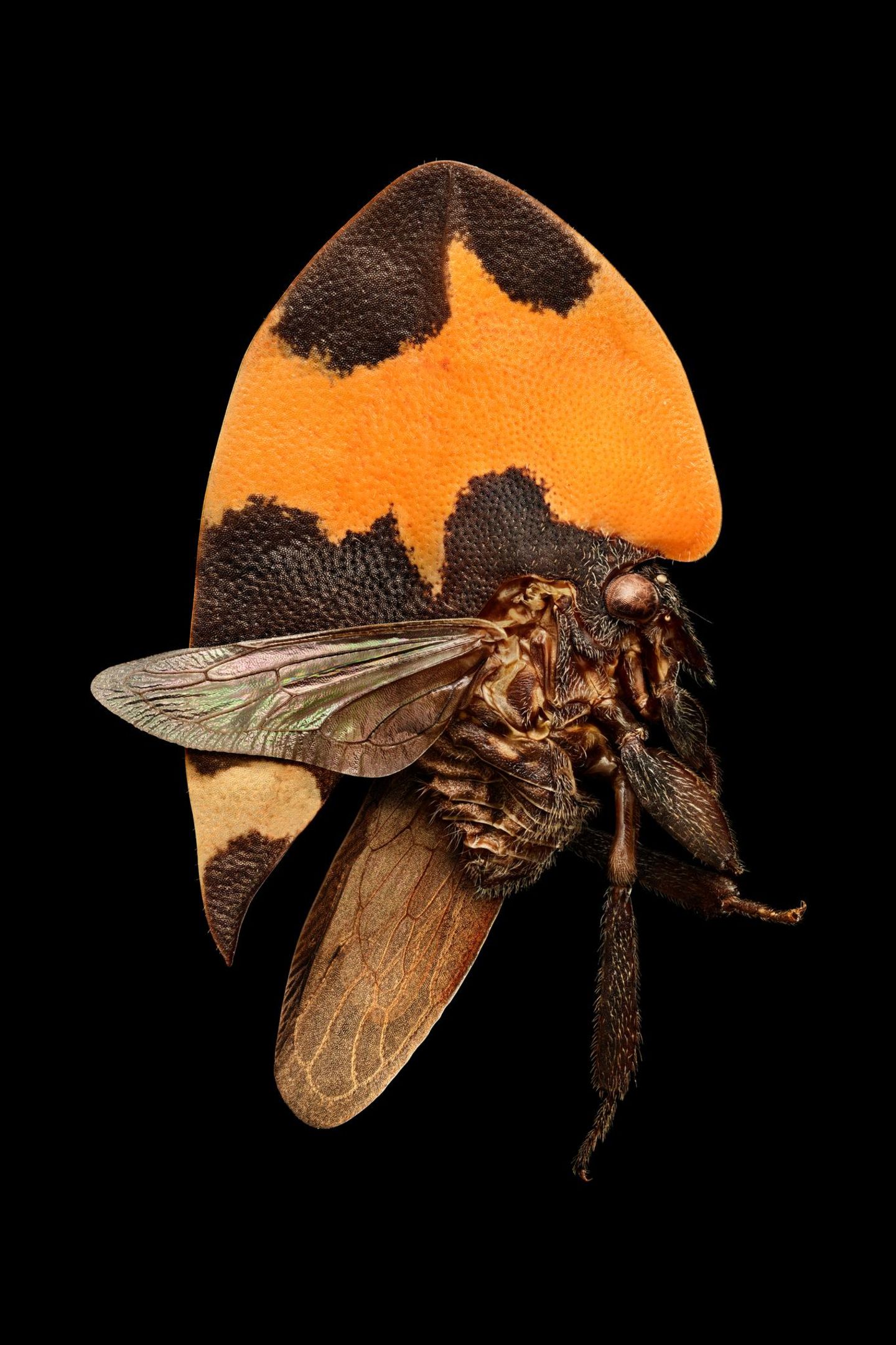 Kaum eine andere Gruppe von Insekten zeigt eine größere Formenvielfalt als die Buckelzirpen. Der Brustbereich dieser oft bizarr anmutenden Tiere ist zum Teil ex­trem stark vergrößert und kann ganz unterschiedliche Formen annehmen: Aus dem Körper mancher Arten ragt zur Abschreckung ein überdimensionaler Dorn hervor, andere haben zur Tarnung einen Auswuchs entwickelt, der wie ein Blatt anmutet. Der flach nach oben gebogene Halsschild dieser in Brasilien heimischen Zikade wird gewissermaßen zum natürlichen Warnplakat: Die orangefarben-braune Musterung lässt et­waige Fressfeinde zurückschrecken.