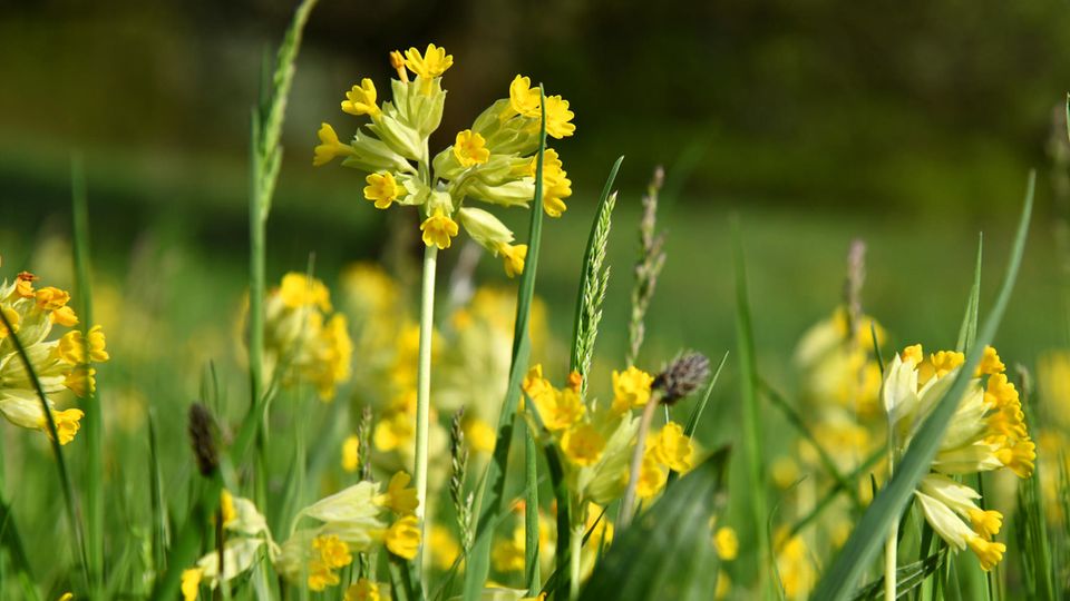 Schlüsselblume