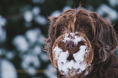 Ein Hund (Pudelpointer) mit viel Schnee an der Schnauze