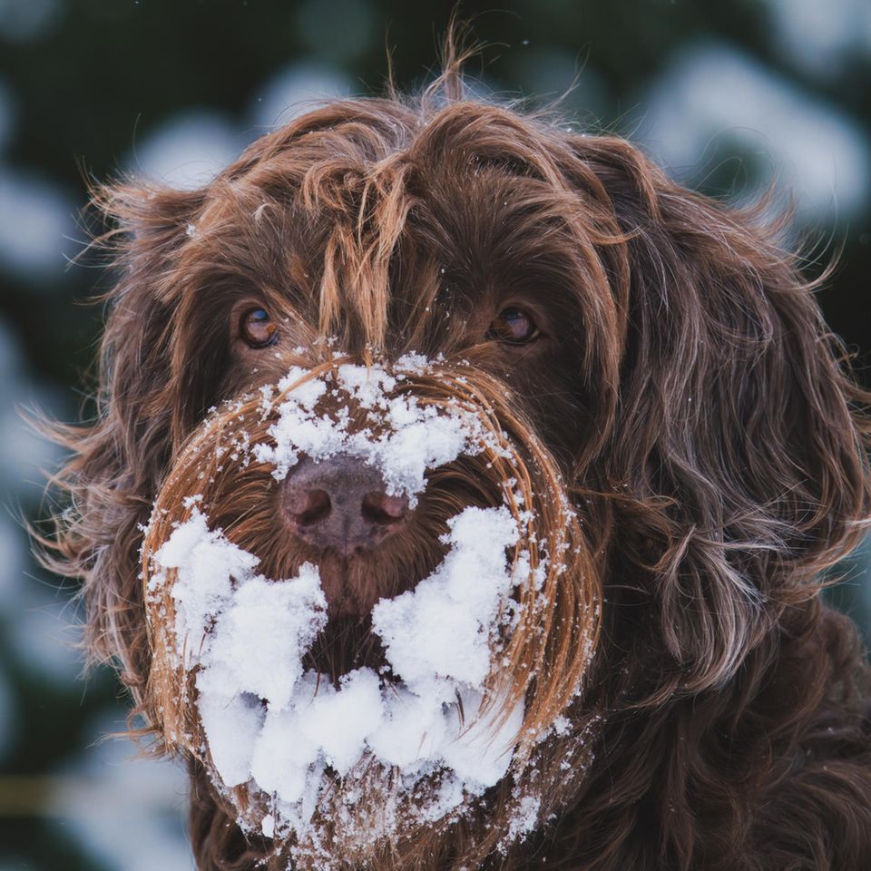Ein Hund (Pudelpointer) mit viel Schnee an der Schnauze