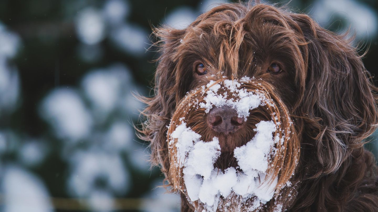 Ein Hund (Pudelpointer) mit viel Schnee an der Schnauze