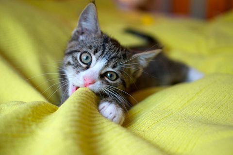 Eine Katze beißt in eine Decke