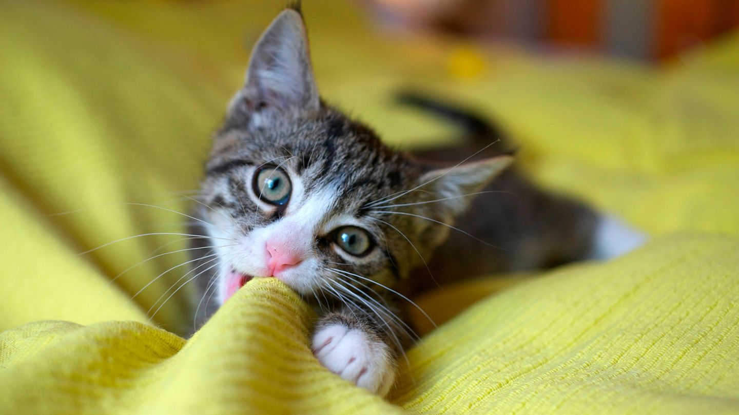 Eine Katze beißt in eine Decke
