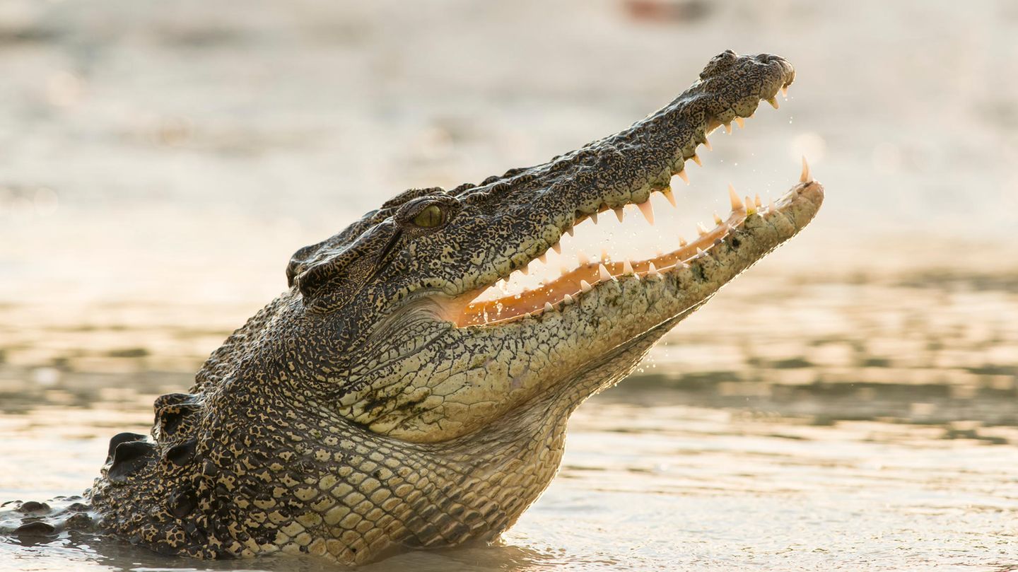 Krokodile sind keine Romantiker? Eine Studie der australischen University of the Sunshine Coast, die sich mit den Ausdrucksweisen und der "Sprache der Liebe" der Reptilien befasst, räumt mit Vorurteilen auf