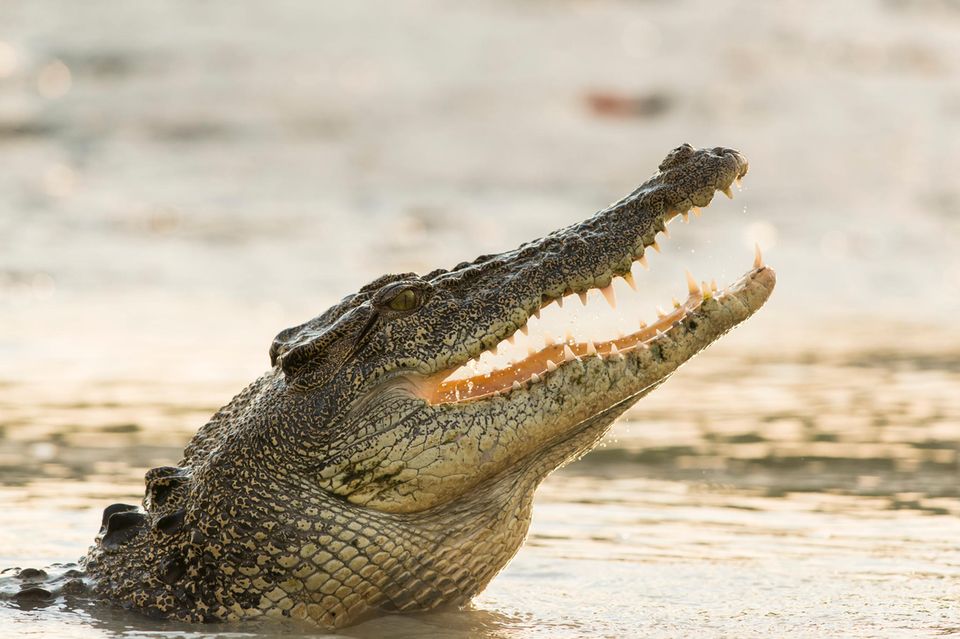 Krokodile sind keine Romantiker? Eine Studie der australischen University of the Sunshine Coast, die sich mit den Ausdrucksweisen und der "Sprache der Liebe" der Reptilien befasst, räumt mit Vorurteilen auf