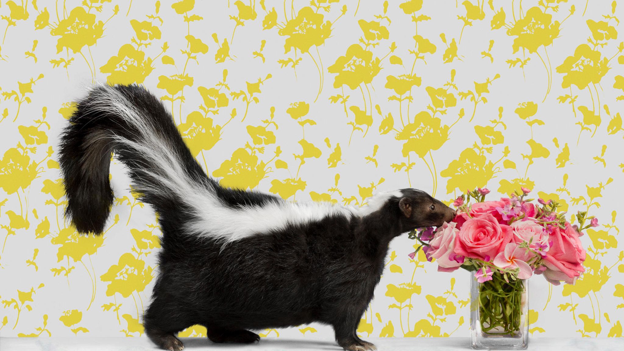 Stinktier riecht an Rosenstrauß Stinktier riecht an Rosenstrauß