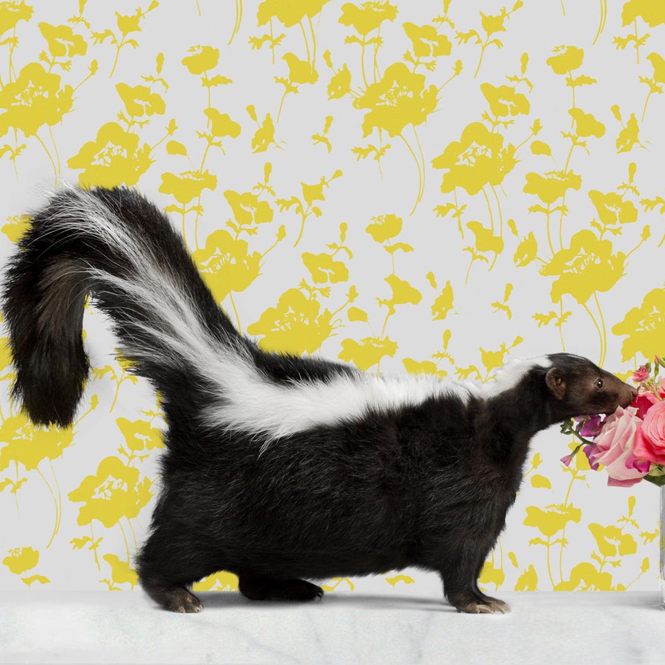 Stinktier riecht an Rosenstrauß Stinktier riecht an Rosenstrauß