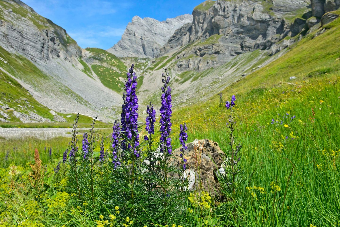 Blauer Eisenhut