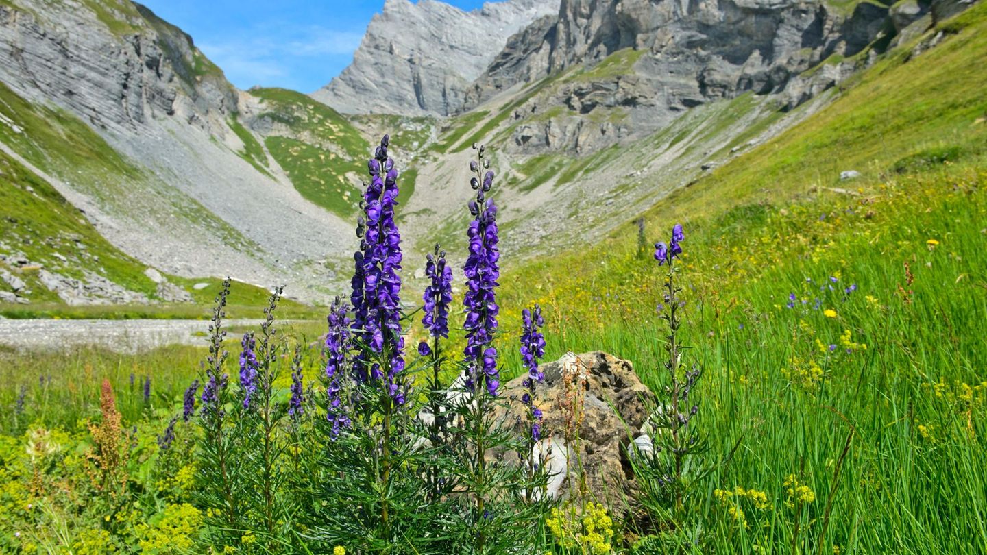 Blauer Eisenhut