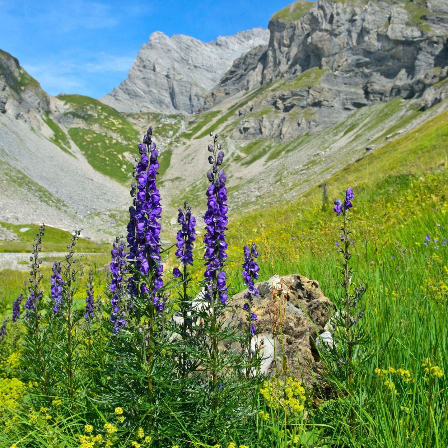 Blauer Eisenhut