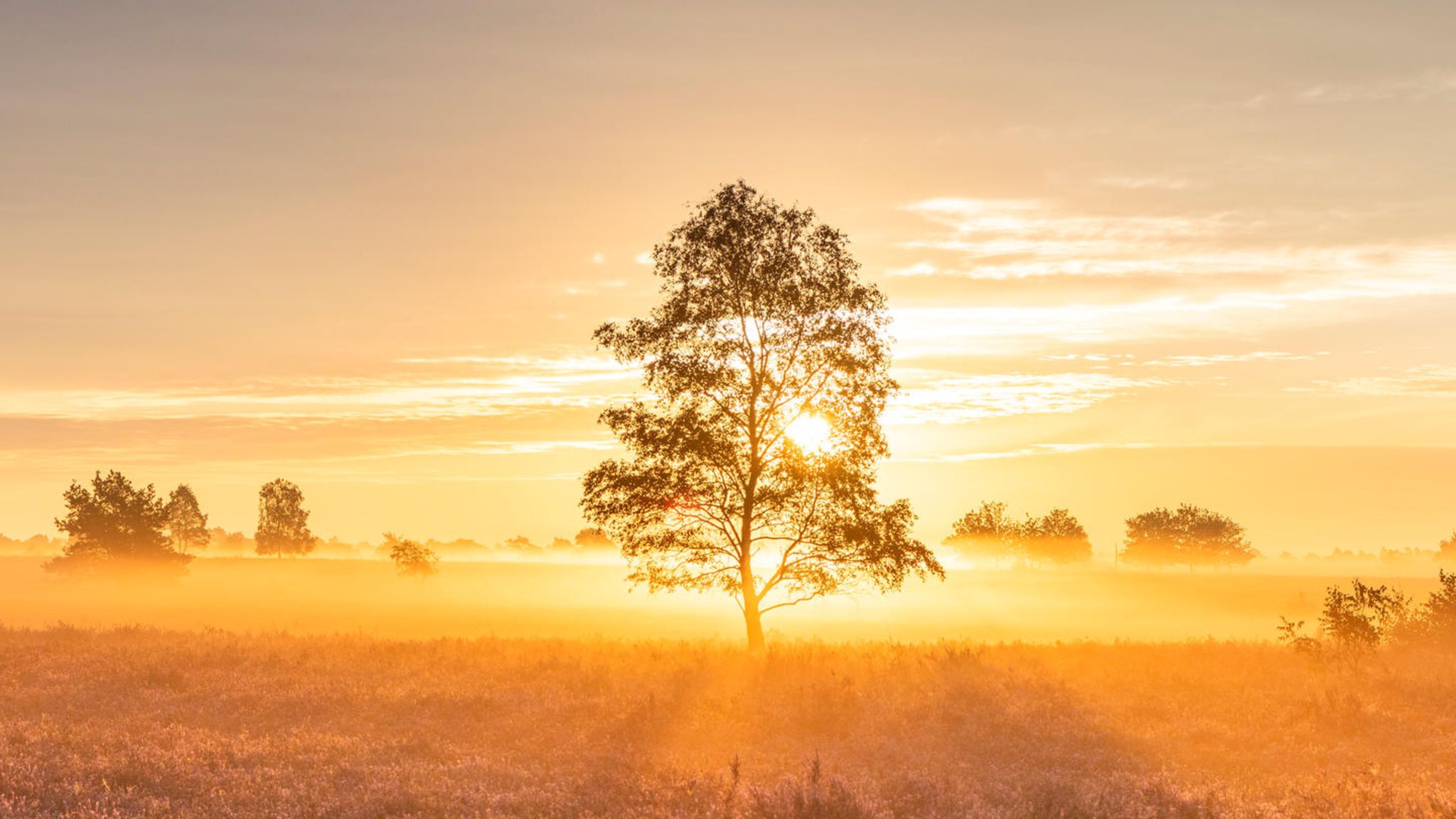 Baum im Sonnenaufgang Baum im Sonnenaufgang