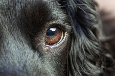 Schwarzer Hund mit dunkelbraunen Augen schaut in die Kamera