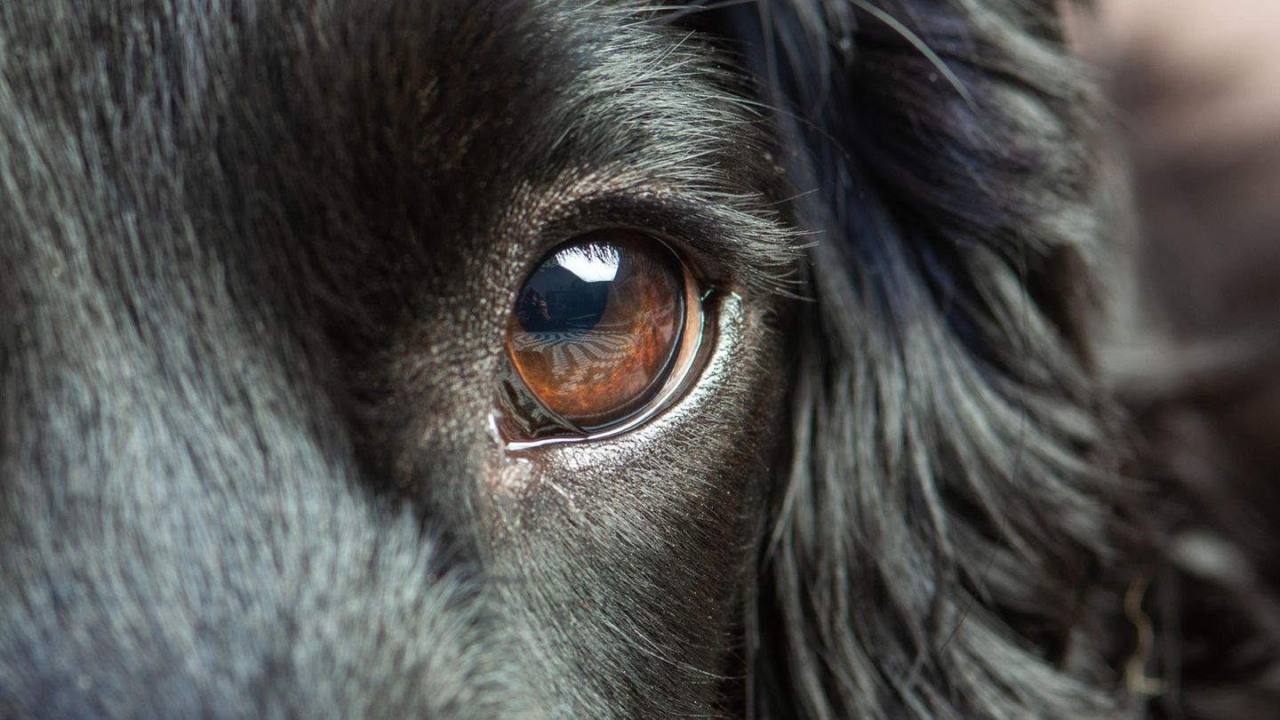 Schwarzer Hund mit dunkelbraunen Augen schaut in die Kamera