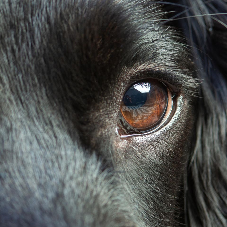 Schwarzer Hund mit dunkelbraunen Augen schaut in die Kamera