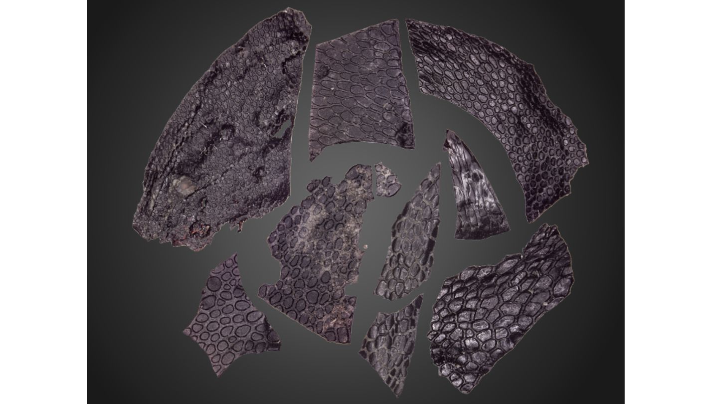 Dass die Hautstruktur über 289 Millionen Jahre erhalten blieb, ist eine echte Sensation. Forschende haben die 3D-Fossilien im Querschnitt untersucht und neue Erkenntnisse über die ersten Tiere an Land gewonnen