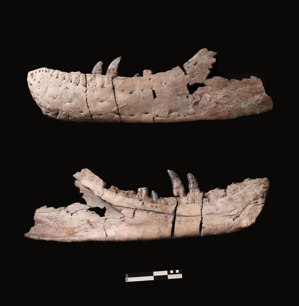 Die versteinerten Überreste eines Giganten: Den neuen Datierungen zufolge sind die Schädelteile des Sauriers etwa 71 bis 73 Millionen Jahre alt