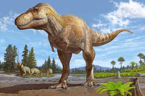 Eine Zeichnung des neu entdeckten Tyrannosaurus mcraeensis