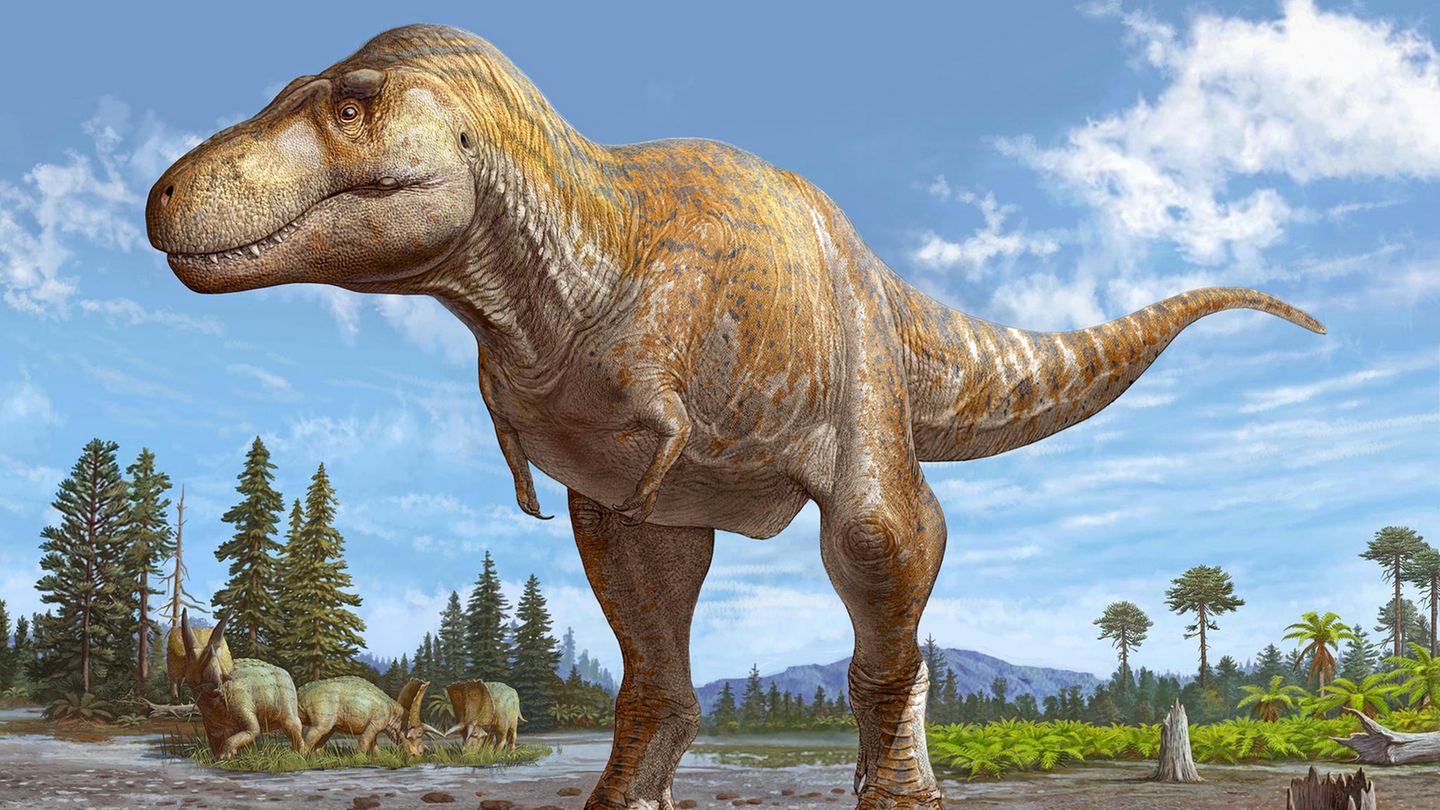 Eine Zeichnung des neu entdeckten Tyrannosaurus mcraeensis