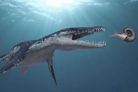 Spätestens mit den Tieren wurde unser Planet nicht mehr nur belebt, sondern erlebt, wurde gesehen, gehört, geschmeckt. Hier eine Szene, wie sie sich vor rund 160 Millionen Jahren in den Meeren abgespielt haben könnte (links ein Größenvergleich)