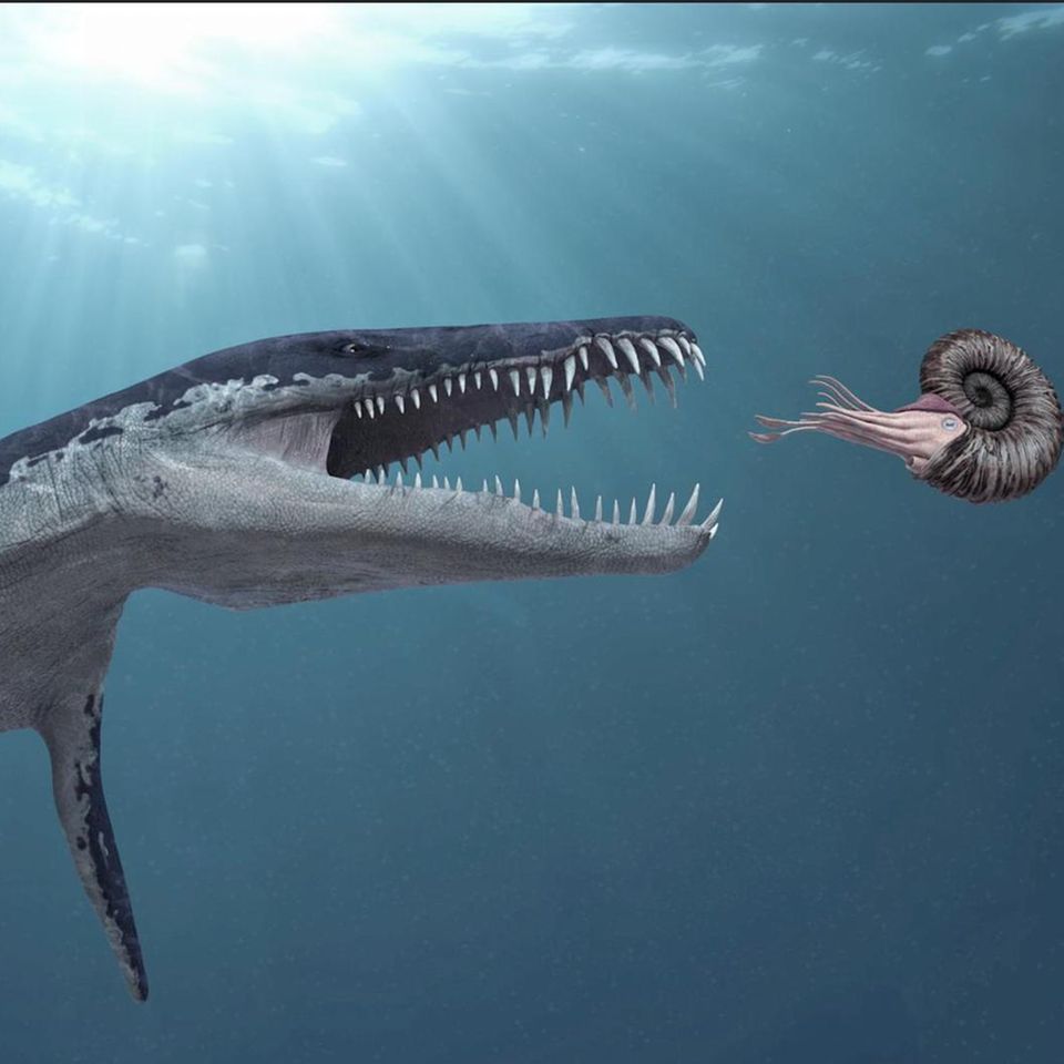 Spätestens mit den Tieren wurde unser Planet nicht mehr nur belebt, sondern erlebt, wurde gesehen, gehört, geschmeckt. Hier eine Szene, wie sie sich vor rund 160 Millionen Jahren in den Meeren abgespielt haben könnte (links ein Größenvergleich)