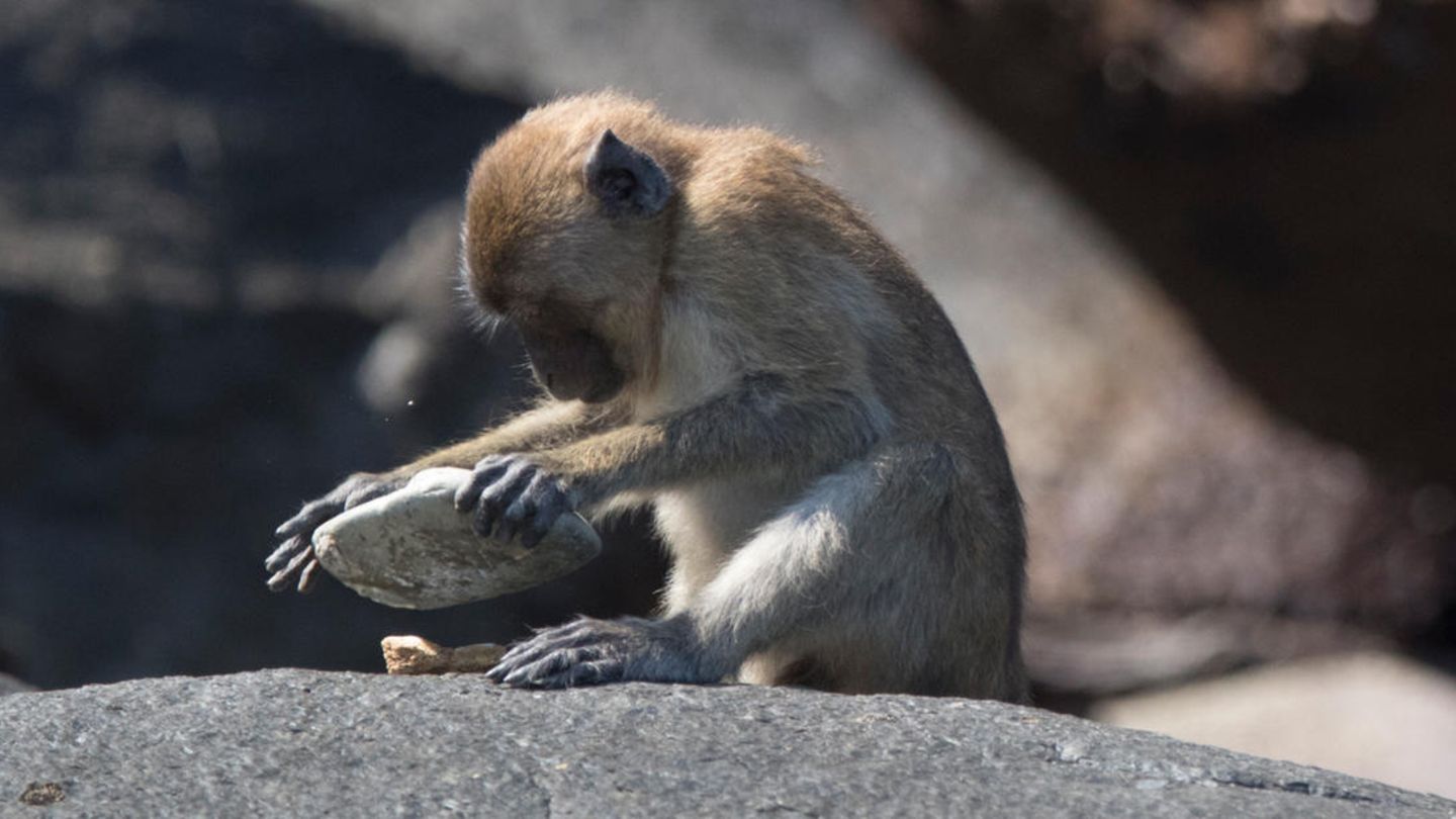 Mit Steinen zum Futter: Was ihre engen Verwandten (hier Macaca fascicularis aurea) längst können, haben sich Langschwanzmakaken auf Koh Ped offenbar während der Pandemie angeeignet