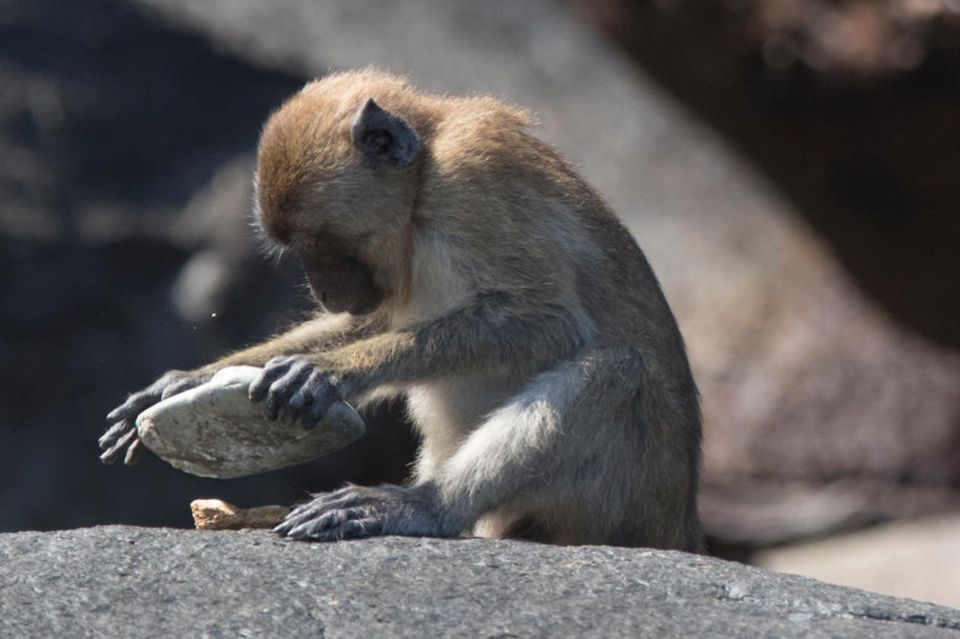 Mit Steinen zum Futter: Was ihre engen Verwandten (hier Macaca fascicularis aurea) längst können, haben sich Langschwanzmakaken auf Koh Ped offenbar während der Pandemie angeeignet  1.5004