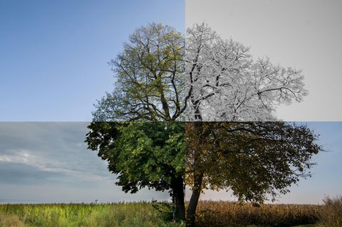 Warum gibt es Jahreszeiten? Ein Baum im Laufe des Jahres