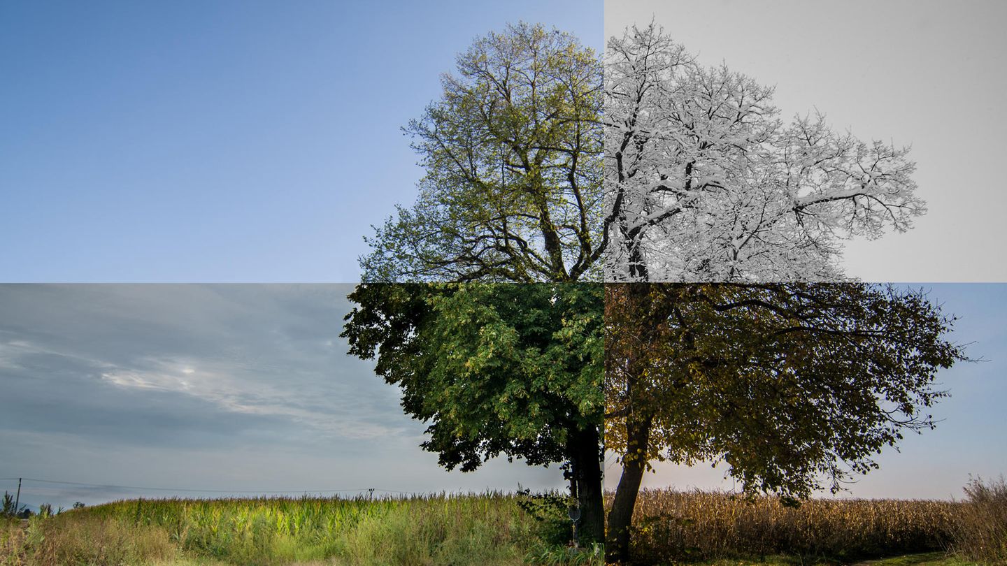 Warum gibt es Jahreszeiten? Ein Baum im Laufe des Jahres