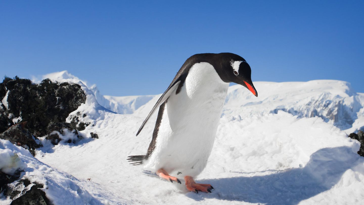 Pinguin watschelt über eine Eisfläche