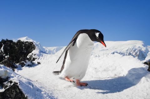 Pinguin watschelt über eine Eisfläche