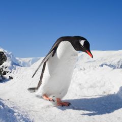 Pinguin watschelt über eine Eisfläche
