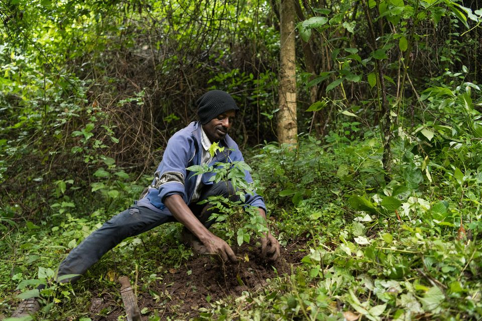 In den Bergwäldern der äthiopischen Region Kaffa pflanzen Waldnutzer auch im Unterholz selten gewordene Arten nach