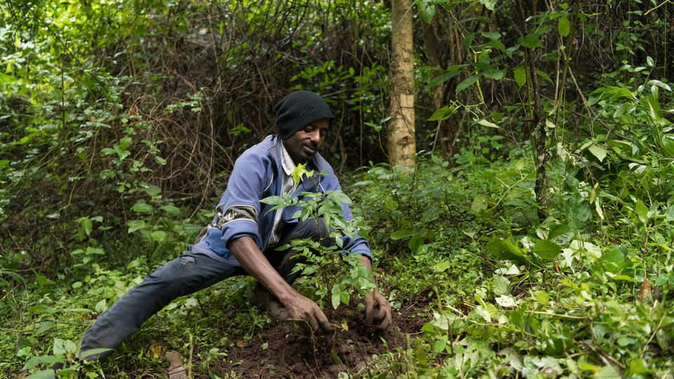 In den Bergwäldern der äthiopischen Region Kaffa pflanzen Waldnutzer auch im Unterholz selten gewordene Arten nach