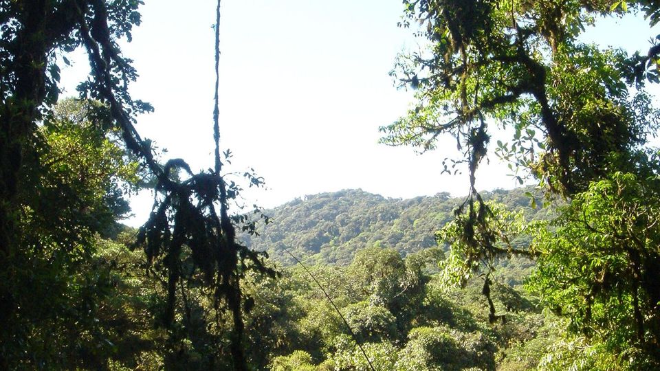 Meinung: In Costa Rica gibt es viel natürlich nachgewachsenen "Sekundärwald". Doch die Hälfte wird innerhalb von 20 Jahren wieder abgeholzt In Costa Rica gibt es viel natürlich nachgewachsenen "Sekundärwald". Doch die Hälfte wird innerhalb von 20 Jahren wieder abgeholzt