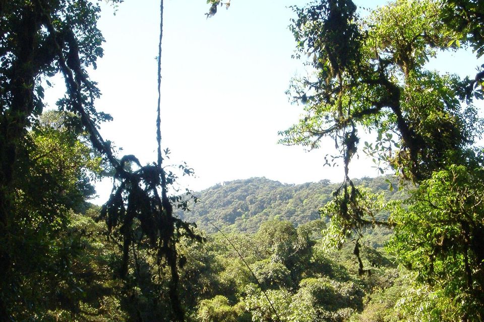 In Costa Rica gibt es viel natürlich nachgewachsenen "Sekundärwald". Doch die Hälfte wird innerhalb von 20 Jahren wieder abgeholzt