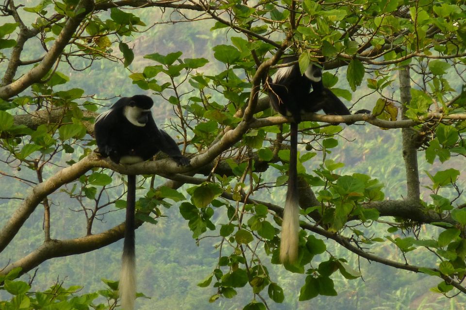 Zwei schwarz-weiße Stummelaffen sitzen in einem Baum