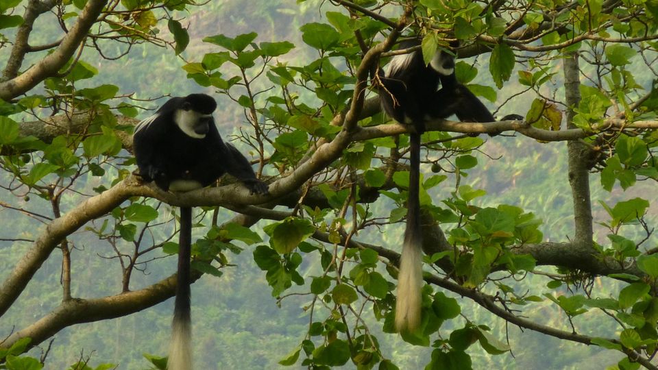 Zwei schwarz-weiße Stummelaffen sitzen in einem Baum