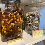 Knochen des flugunfähigen Dodos, der Schädel des längst ausgestorbenen Irischen Elchs, ein Anakonda-Skelett: Die Sammlung des zoologischen Museum in London ist sensationell. Dass ausgerechnet ein großes Jar of Moles (Maulwürfen) zur Hauptattraktion wurde, ist schon ein wenig erstaunlich. Aber die Wissenschaftler nahmen es very british: mit Humor. Die 18 Maulwürfe diskutierten ihr Maulwurfleben heute in einem eigenen Twitter Account (X), führen Interviews zu Würmern, Weltgerechtigkeit und das Leben in beengten Räumen. Tatsächlich sind die unterirdischen Buddler wahre Wundertiere: halb blind, mit Spezialblut ausgestattet, das mit wenig Sauerstoff auskommt. Ihre Superschnauze hat bis zu 26000 Rezeptoren (auch für elektrische Reize). Mit ihren überdimensionierten Vorderschaufeln graben sie sich 20 Meter voran. Pro Tag! Ihre mehrstöckigen Gänge und Kammern kleiden sie teils mit trockenem Gras aus. Lebende Regenwürmer lagern sie als Wintervorrat in ihren Speisekammern. Warum die Tiere überhaupt zusammen im Glas landeten, macht den Forschenden bis heute Kopfzerbrechen: War Glas zu teuer, um die toten Tiere einzeln zu konservieren? Sollten die Tiere von Studenten seziert werden, wozu es nicht mehr kam? Hat ein unbekannter Maulwurfforscher Tiere gesammelt, die er irgendwann nicht mehr brauchte? Jahrelang führte das große Glas in einem Regal neben Eidechsen ein Mauerblümchendasein – bis Social Media es weltberühmt machte.