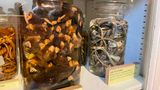 Knochen des flugunfähigen Dodos, der Schädel des längst ausgestorbenen Irischen Elchs, ein Anakonda-Skelett: Die Sammlung des zoologischen Museum in London ist sensationell. Dass ausgerechnet ein großes Jar of Moles (Maulwürfen) zur Hauptattraktion wurde, ist schon ein wenig erstaunlich. Aber die Wissenschaftler nahmen es very british: mit Humor. Die 18 Maulwürfe diskutierten ihr Maulwurfleben heute in einem eigenen Twitter Account (X), führen Interviews zu Würmern, Weltgerechtigkeit und das Leben in beengten Räumen. Tatsächlich sind die unterirdischen Buddler wahre Wundertiere: halb blind, mit Spezialblut ausgestattet, das mit wenig Sauerstoff auskommt. Ihre Superschnauze hat bis zu 26000 Rezeptoren (auch für elektrische Reize). Mit ihren überdimensionierten Vorderschaufeln graben sie sich 20 Meter voran. Pro Tag! Ihre mehrstöckigen Gänge und Kammern kleiden sie teils mit trockenem Gras aus. Lebende Regenwürmer lagern sie als Wintervorrat in ihren Speisekammern. Warum die Tiere überhaupt zusammen im Glas landeten, macht den Forschenden bis heute Kopfzerbrechen: War Glas zu teuer, um die toten Tiere einzeln zu konservieren? Sollten die Tiere von Studenten seziert werden, wozu es nicht mehr kam? Hat ein unbekannter Maulwurfforscher Tiere gesammelt, die er irgendwann nicht mehr brauchte? Jahrelang führte das große Glas in einem Regal neben Eidechsen ein Mauerblümchendasein – bis Social Media es weltberühmt machte.