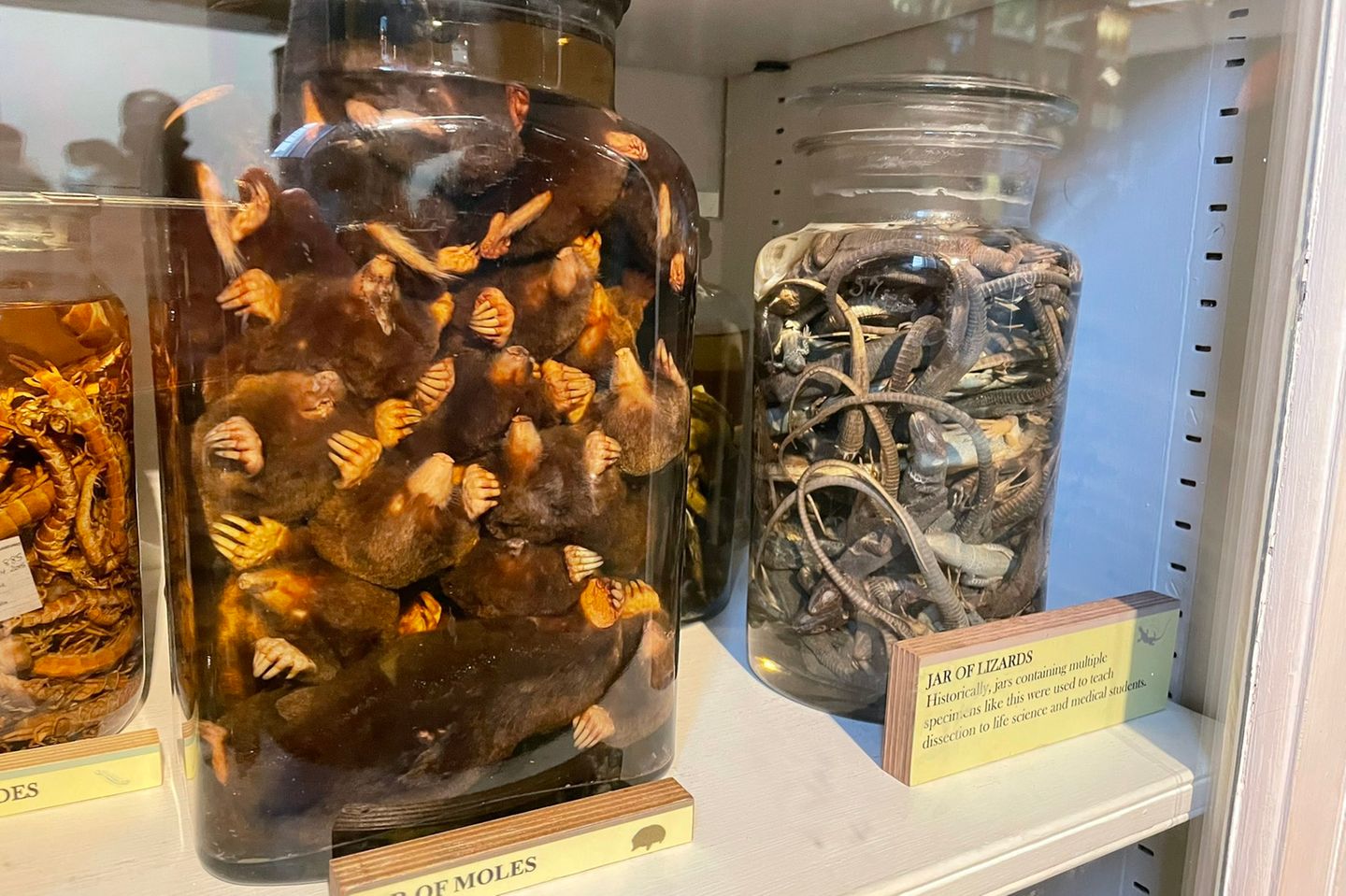 Stars von unten: Jar of Moles im Grant Museum of Zoology, London - [GEO]