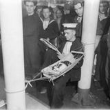 Katze liegt in Hängematte