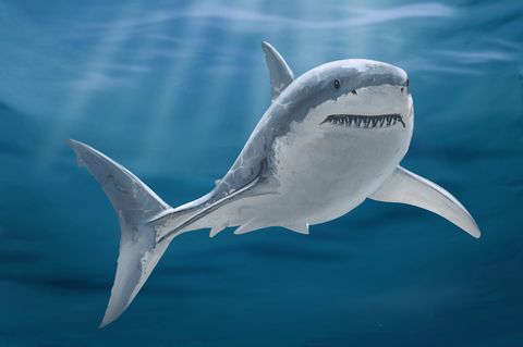 Megalodon